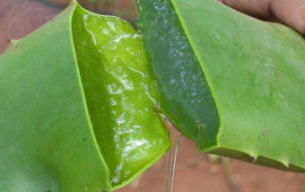 Aloe Vera - ciri-ciri berguna tumbuhan untuk penurunan berat badan