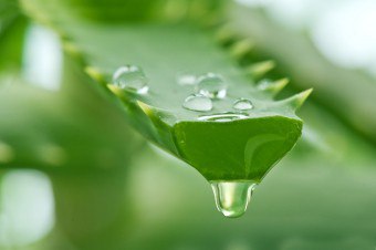Aloe Vera - ciri-ciri berguna tumbuhan untuk penurunan berat badan