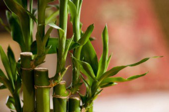 Bamboe: een elegante plant met een heilige kracht