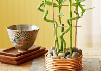 Bambus: En elegant plante med en hellig kraft