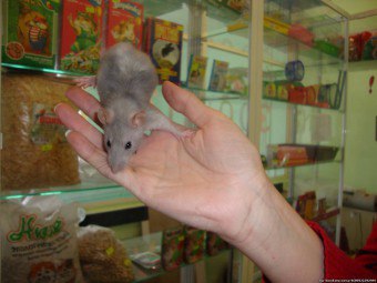 Apa yang perlu memberi makan kepada tikus hiasan: kami mengarang diet untuk tikus di rumah