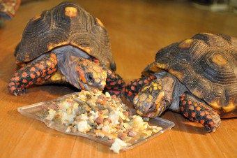 Hvordan mate skildpadder hjemme?