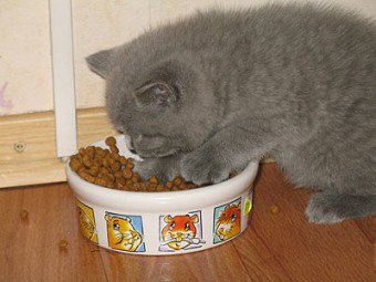 새끼 고양이에게 먹이를주는 것이 더 좋습니다 : 음식을 선택하십시오.