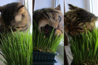 Hvorfor er det nyttig for katter? Hvordan vokse kattgress?