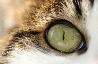 Ką turėčiau daryti, jei kačių akys nudžiūvo? - ligos priežastys ir gydymas