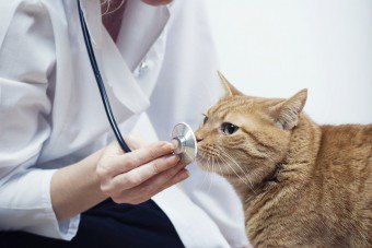 ماذا يجب أن أفعل إذا كانت عين القطة تتفاقم؟ - أسباب وعلاج المرض