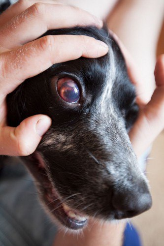 O que devo fazer se os olhos do cachorro ficarem vermelhos?