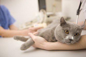 Vad ska jag göra om jag har en tumör i bröstkörteln i katten?