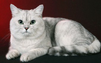 Čo mám robiť, ak mám nádor prsnej žľazy u mačky?