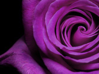 Vad betyder lila och lila färg?