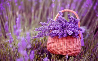 Ce înseamnă culoarea violet și liliac?