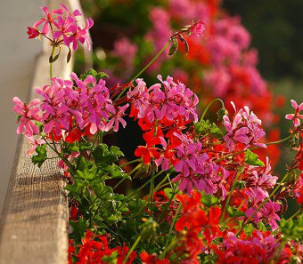 Blommor för balkonglådor
