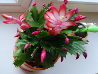 Decembrist - houseplant dengan bunga mewah