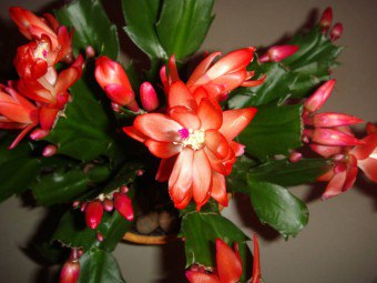 Decembrist - houseplant dengan bunga mewah