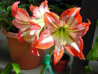 Decembrist - izbová rastlina s luxusnými kvetmi