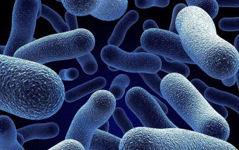 なぜ、好酸性細菌が必要なのですか？