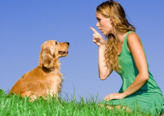 การฝึกสุนัข: คำแนะนำของตัวจัดการสุนัข