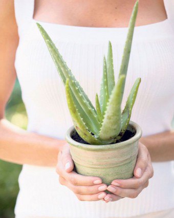 Aloe ekstrakt på vakt for kvinners helse