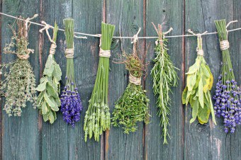 Phytoestrogens dalam teh herba daripada penyakit wanita
