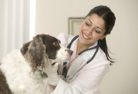 Otitis purulent dalam kucing atau anjing - bagaimana mengenali dan menyembuhkan penyakit?