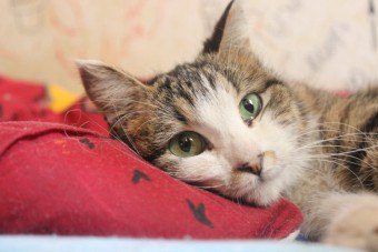 Otitis purulent dalam kucing atau anjing - bagaimana mengenali dan menyembuhkan penyakit?