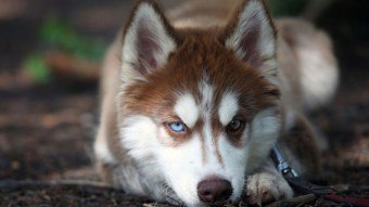 Husky: um cachorro que não latir