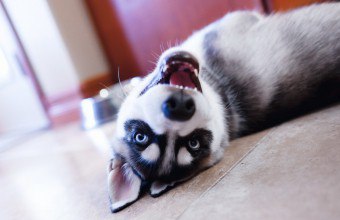 Husky: um cachorro que não latir