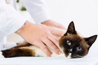 Kedilerde kronik böbrek yetmezliği: belirtiler, belirtiler, tedavi