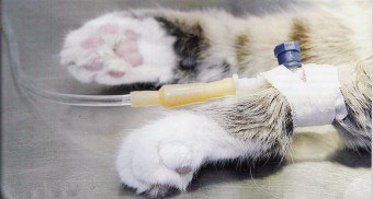 Kroniskt njursvikt hos katter: tecken, symptom, behandling