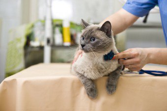 Kroniskt njursvikt hos katter: tecken, symptom, behandling