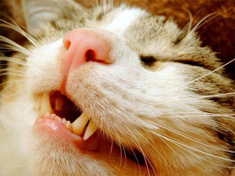 วิธีและสิ่งที่จะต่อสู้กับลมหายใจค้างในแมว?