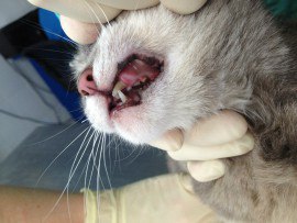 Çene yaralanmaları kedilerde nasıl tedavi edilir?