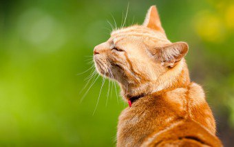 Hoe worden kaakblessures behandeld bij katten?