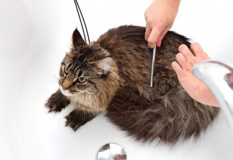 Како опрати мачку: правила и препоруке за домаћине