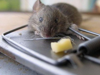 Come prendere un topo in un appartamento?