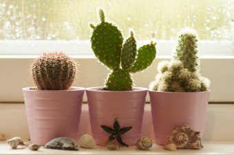 Cum să plantezi un cactus fără semințe de rădăcini?