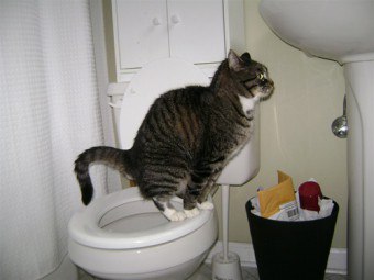 วิธีการสอนแมวให้ไปห้องน้ำ?