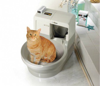 วิธีการสอนแมวให้ไปห้องน้ำ?
