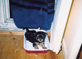 ヨークシャーテリアの子犬をトイレに訓練する方法