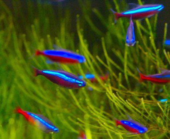Hoe neonvissen in een aquarium te broeden