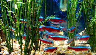 Jak hodować neon ryby w akwarium