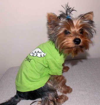 Hvordan sy en T-skjorte til en hund: et fasjonabelt antrekk for kjæledyret ditt