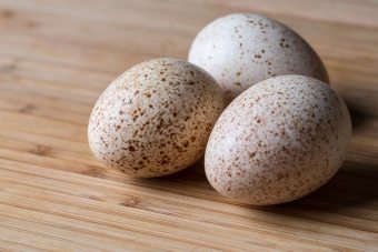 七面鳥の卵を見る方法とそれらから調理することができるもの