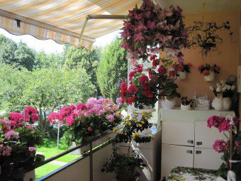 Vad är balkonglådorna för blommor och hur man gör dem själv?