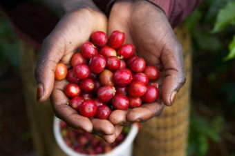 どのコーヒー豆が最も美味しいですか：ブランドと生産国のランキング