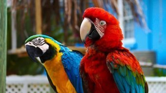 Czerwone papugi - gatunki, odżywianie i styl życia