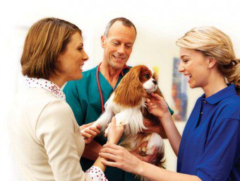 Kami merawat haiwan peliharaan: antibiotik untuk anjing