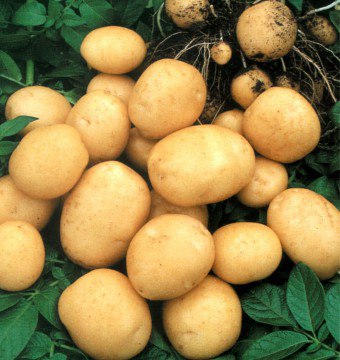 Soğuk algınlığı, patateslerin solunması ve ARVI'nın ilk belirtileri ile tedavi edilir.