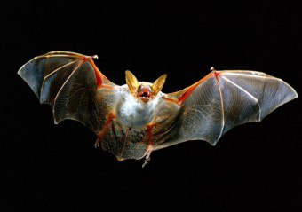 O morcego na casa: como fazer tudo de forma rápida e calma, a fim de alcançar o resultado mais cedo