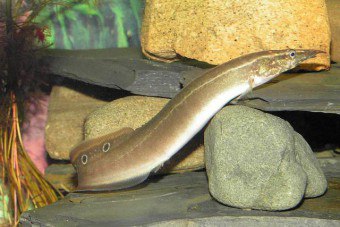 Macrognatus - en personlig dekorativ ål i ditt hem